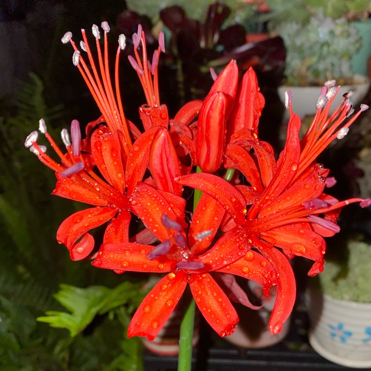 plant image 1445136 plant image 1445136