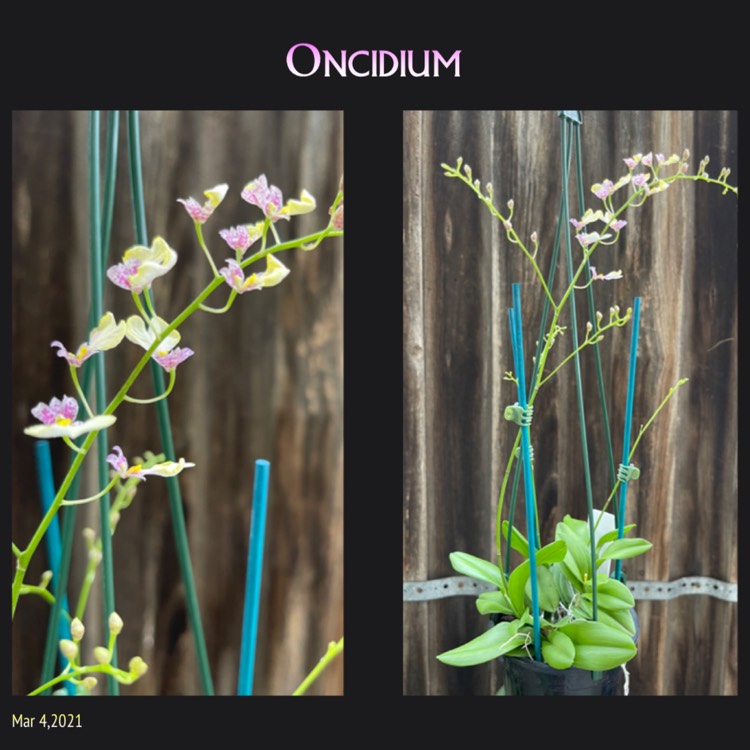 plant image 1446493