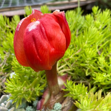 Haemanthus coccineus