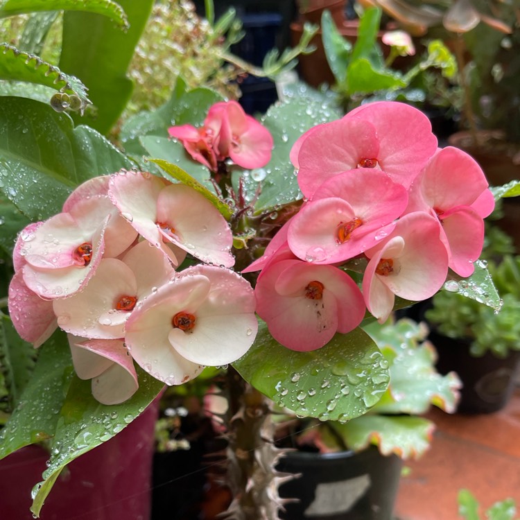 Plant image Euphorbia Milii Siam Hybrid