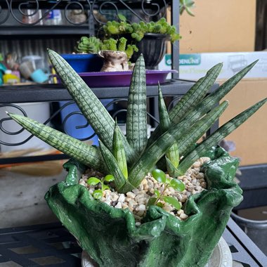 Sansevieria cylindrica 'Boncel'