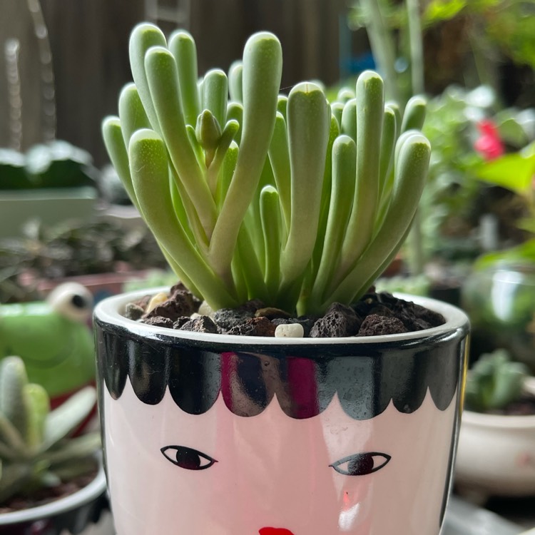 plant image 1453957