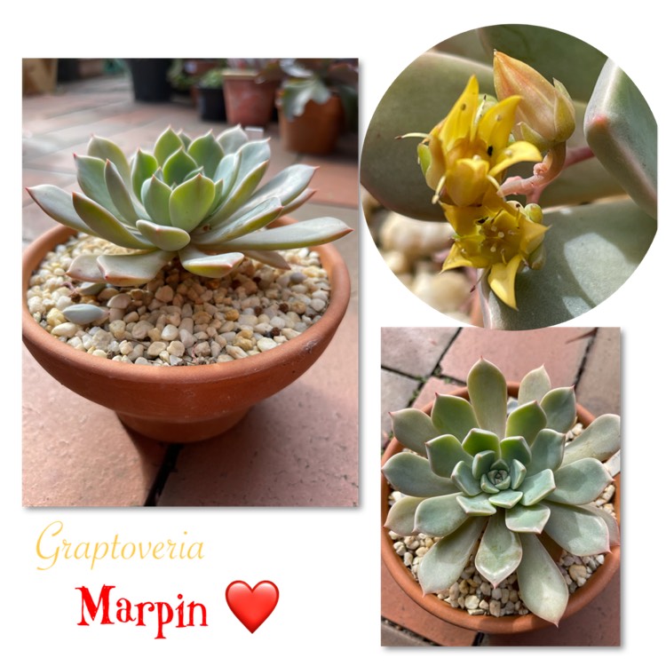 plant image 1468604
