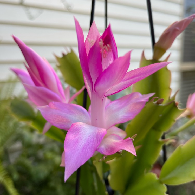 plant image 1471404