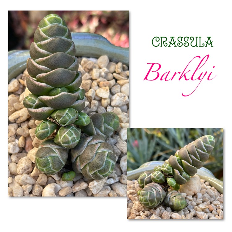 Plant image Crassula 'barklyi'
