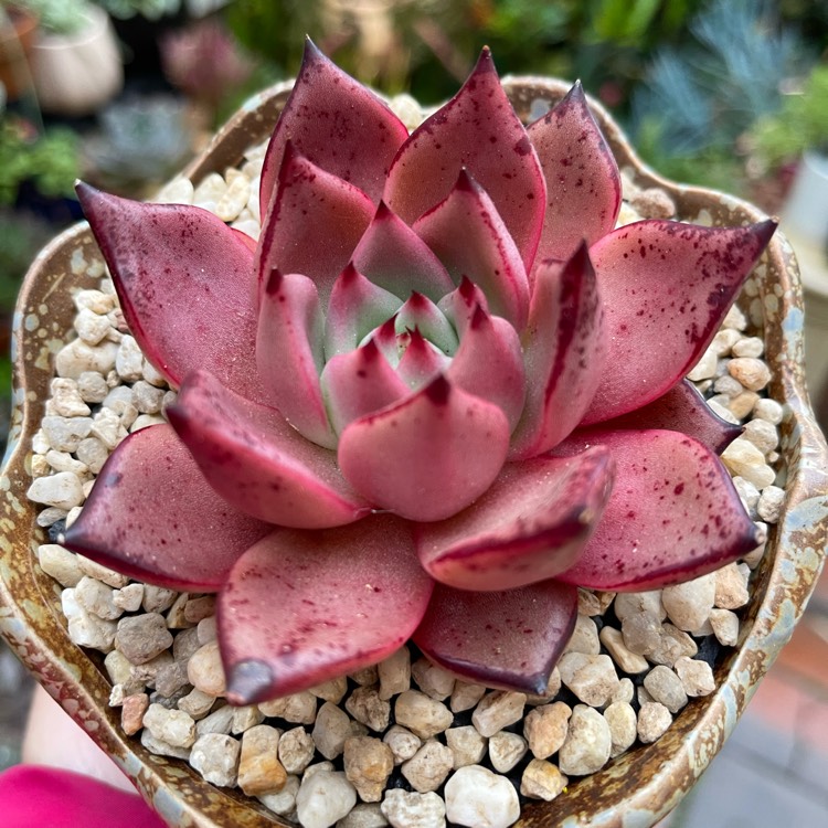 plant image 1477817 plant image 1477817
