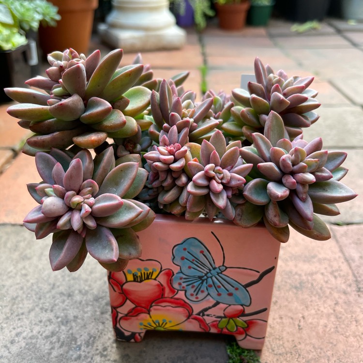 plant image 1484303