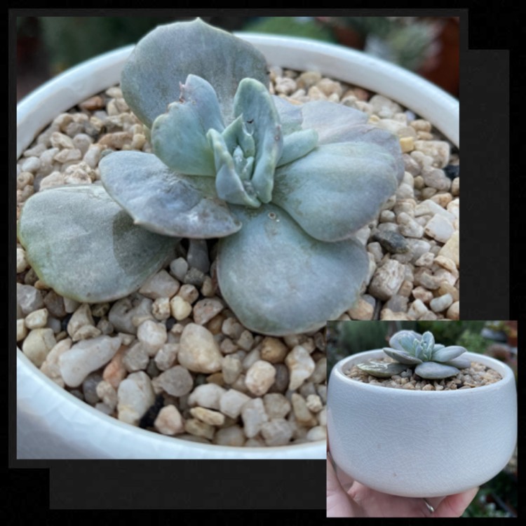 Plant image Echeveria Lilacina Monstrose
