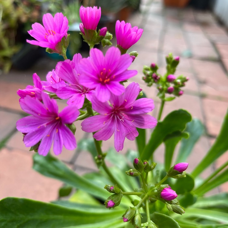 plant image 1493755