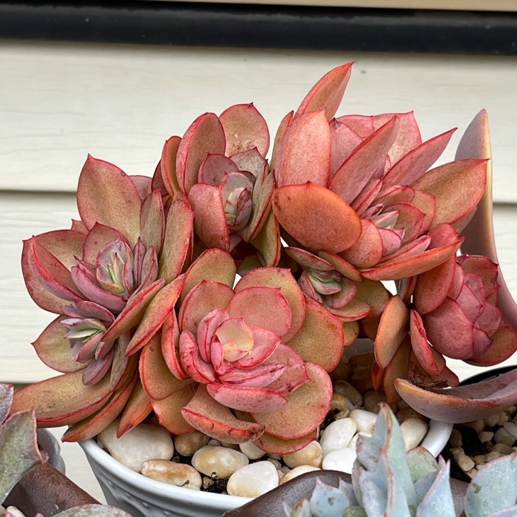 plant image 1493764
