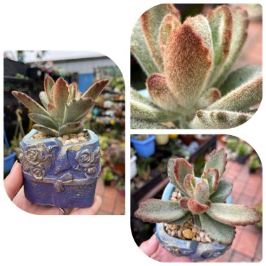 Kalanchoe tomentosa 'Teddy Bear'