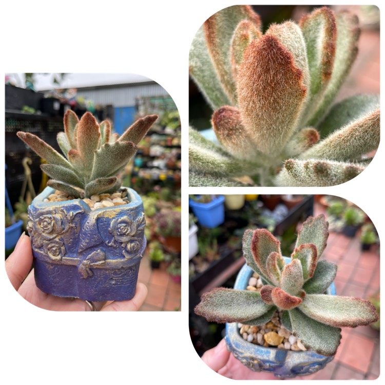 Plant image Kalanchoe tomentosa 'Teddy Bear'