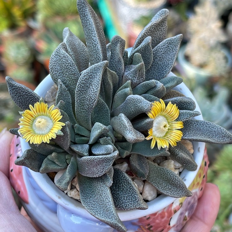 Plant image Aloinopsis rubrolineata
