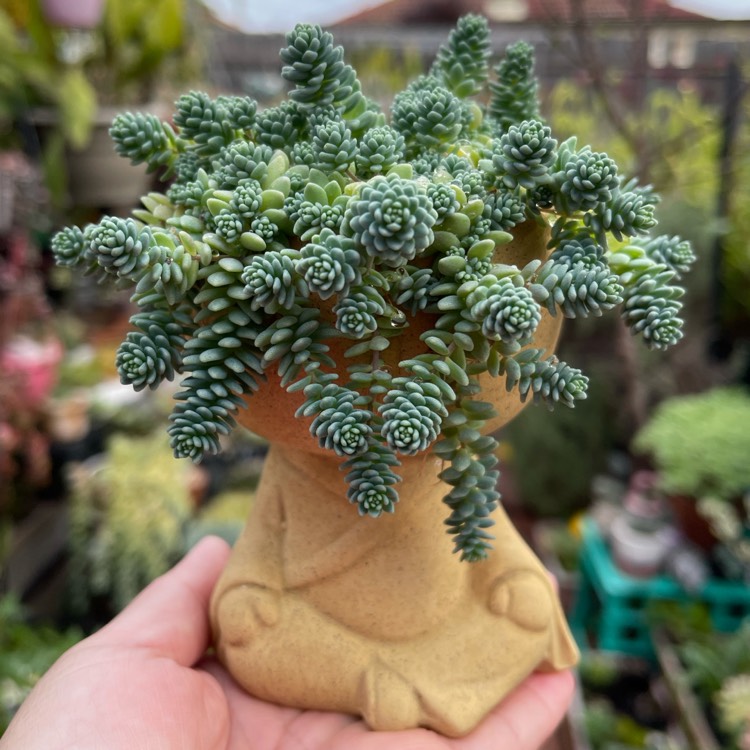 plant image 1498066