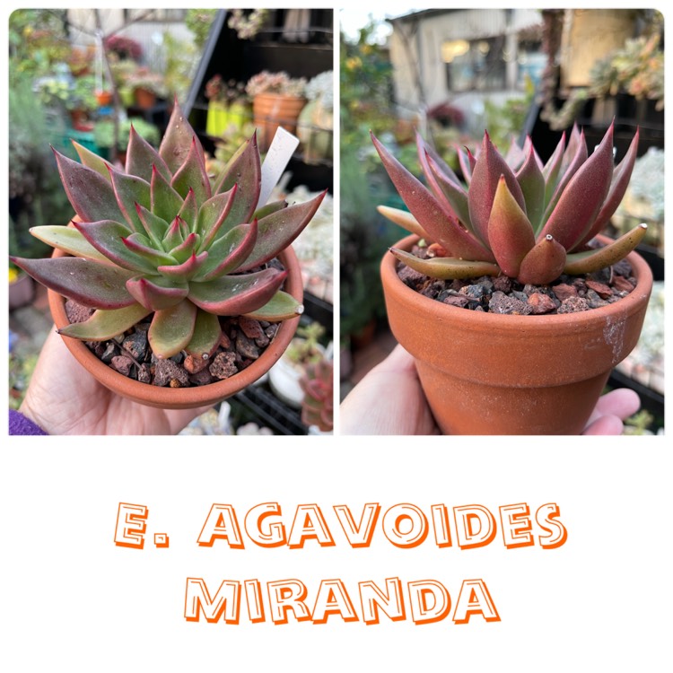 Plant image Echeveria Agavoides Miranda