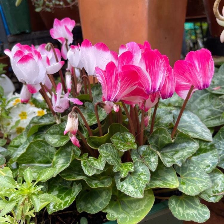 plant image 1504655 plant image 1504655