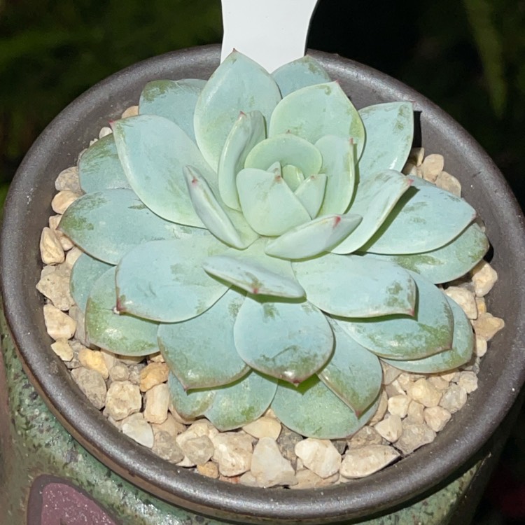 Plant image Echeveria Derlu