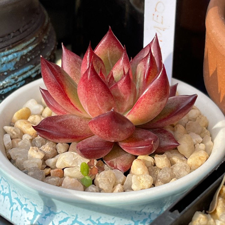 plant image 1509746 plant image 1509746