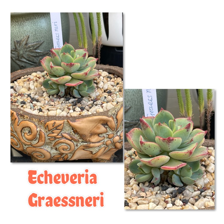 Plant image Echeveria Graessneri