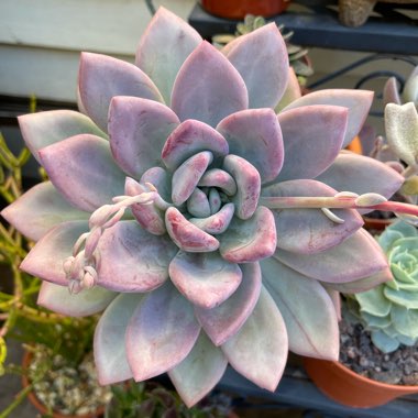 xGraptoveria Opalina