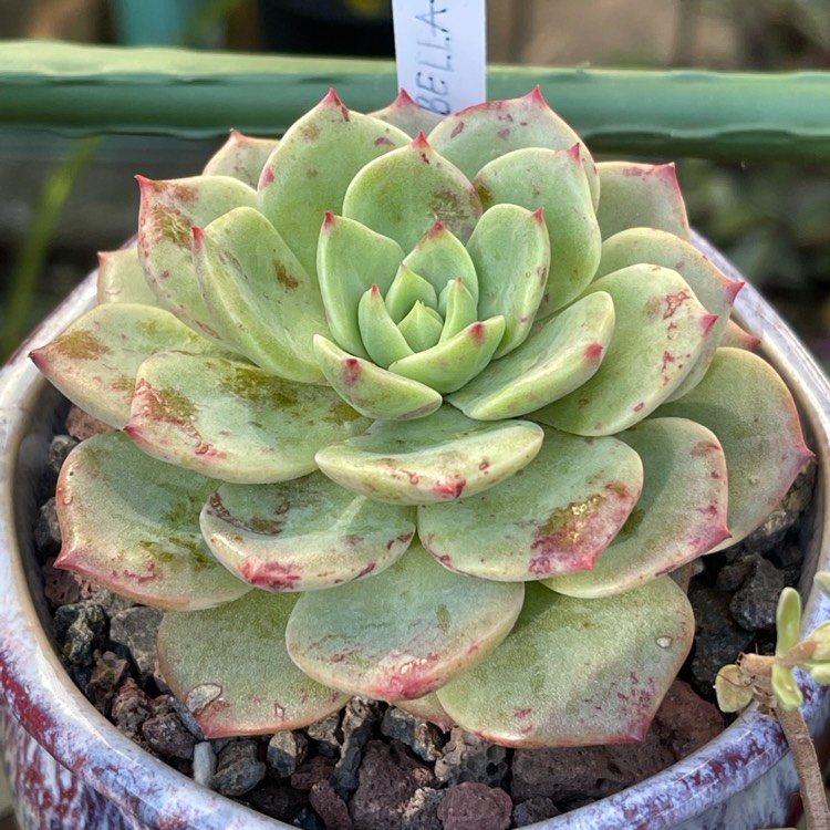 Plant image Echeveria Bella Donna