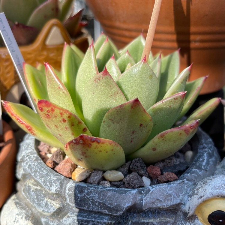 Plant image Echeveria Mocha