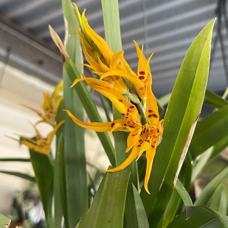 plant image 1530123