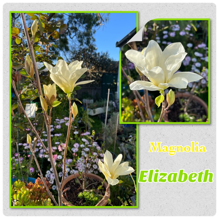 Plant image Magnolia 'Elizabeth'