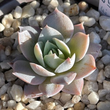 xSedeveria Blue Lotus
