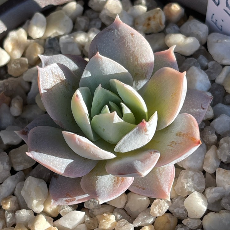 Plant image xSedeveria Blue Lotus