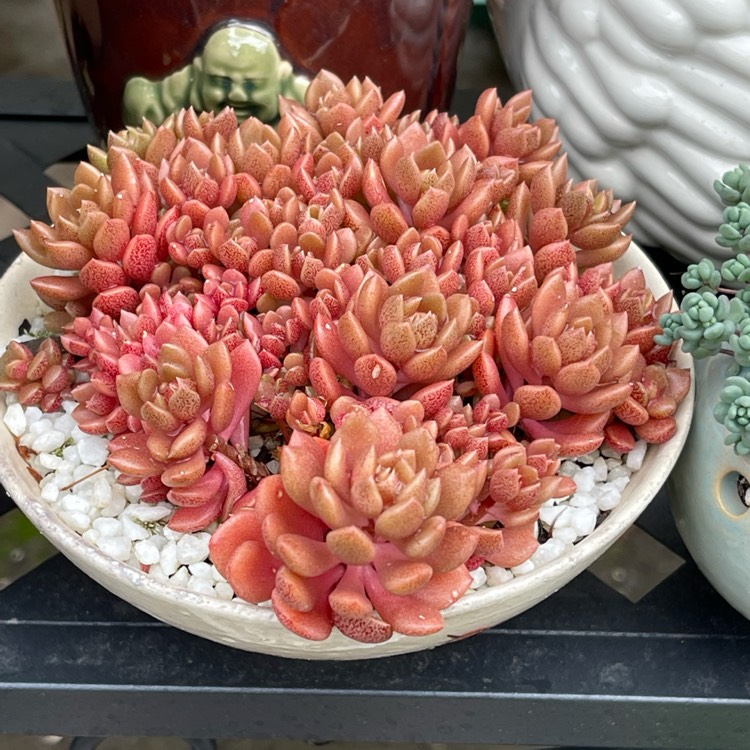 Plant image Sinocrassula Densirosulata