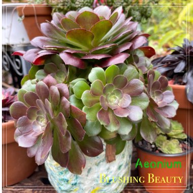 Aeonium Blushing Beauty