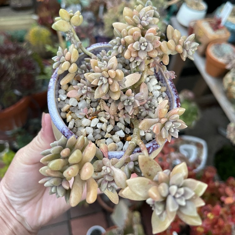 plant image 1535953
