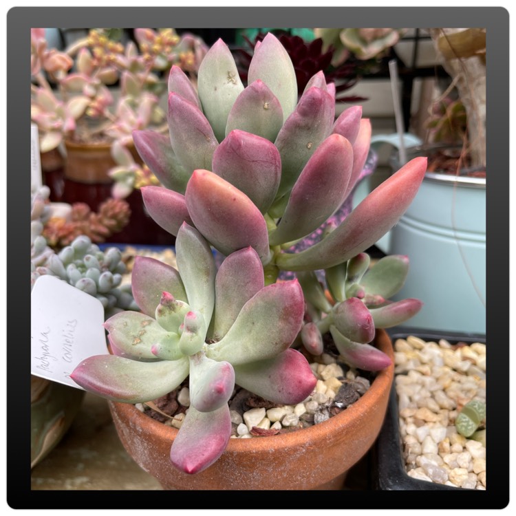 Plant image x Pachyveria Dr Cornelius