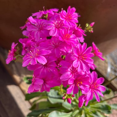 Lewisia Pygmaea