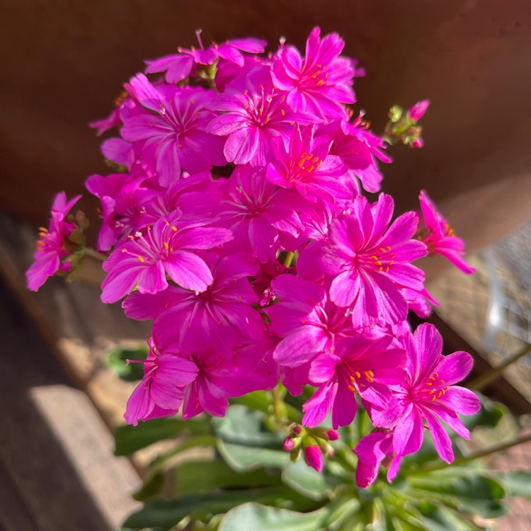 Plant image Lewisia Pygmaea
