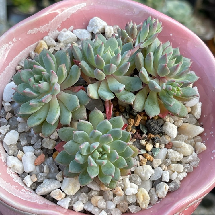 plant image 1537767 plant image 1537767