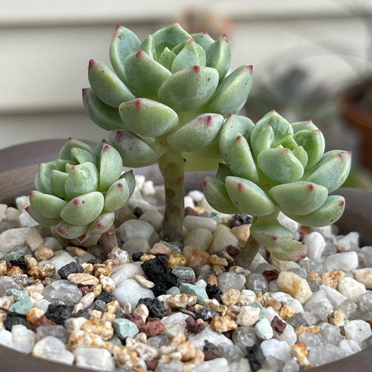 Plant image xSedeveria Vanilla Vis