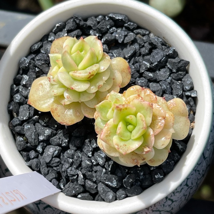 plant image 1537776