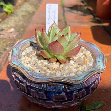 Echeveria Agavoides Morgain