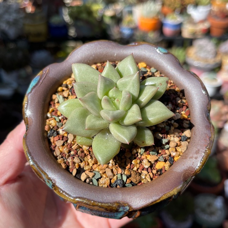 Plant image Echeveria J.C. Van Keppel