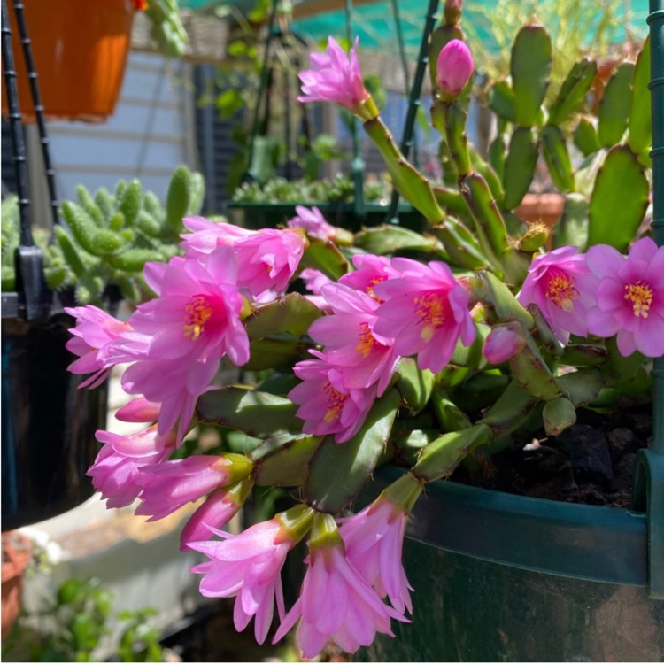 Plant image Schlumbergera Rosea   