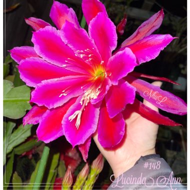 Epiphyllum lucinda ann