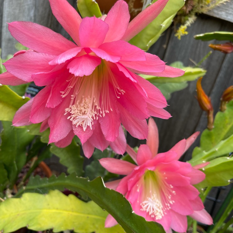 plant image 1544899