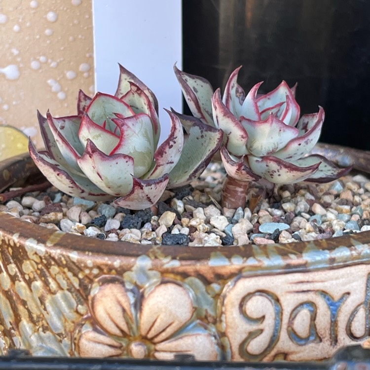 Plant image Echeveria Strictiflora var. Nova