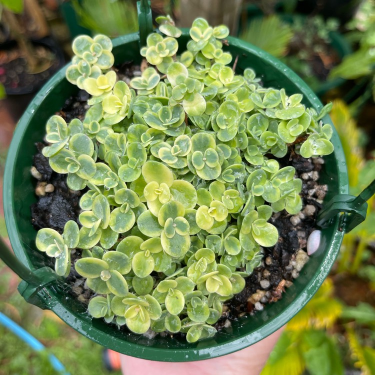 Plant image Sedum 'Sunsparkler Lime Twister'