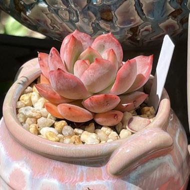 Echeveria Glam Pink