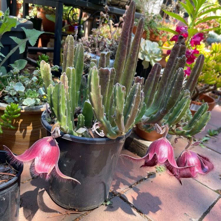 plant image 1562072 plant image 1562072