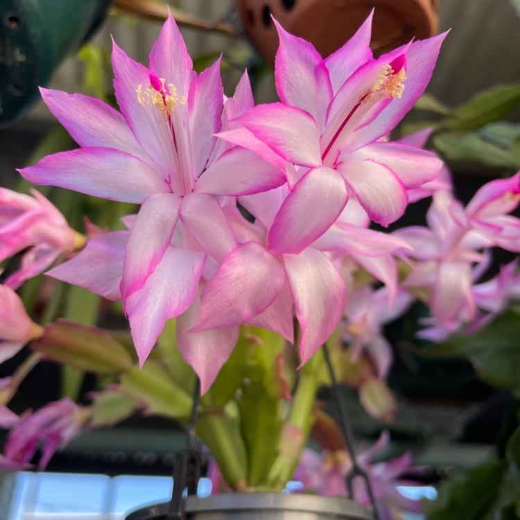 Plant image Schlumbergera truncata Madam Butterfly