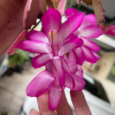 Zygocactus Dark Eva